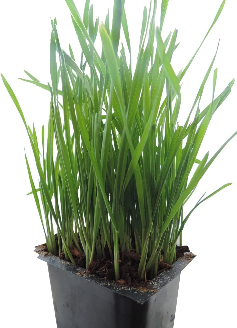 Hard Red Wheatgrass Seeds, 5 Lb Bulk – Non-Gmo | Hard Red Winter Wheat Variety.
