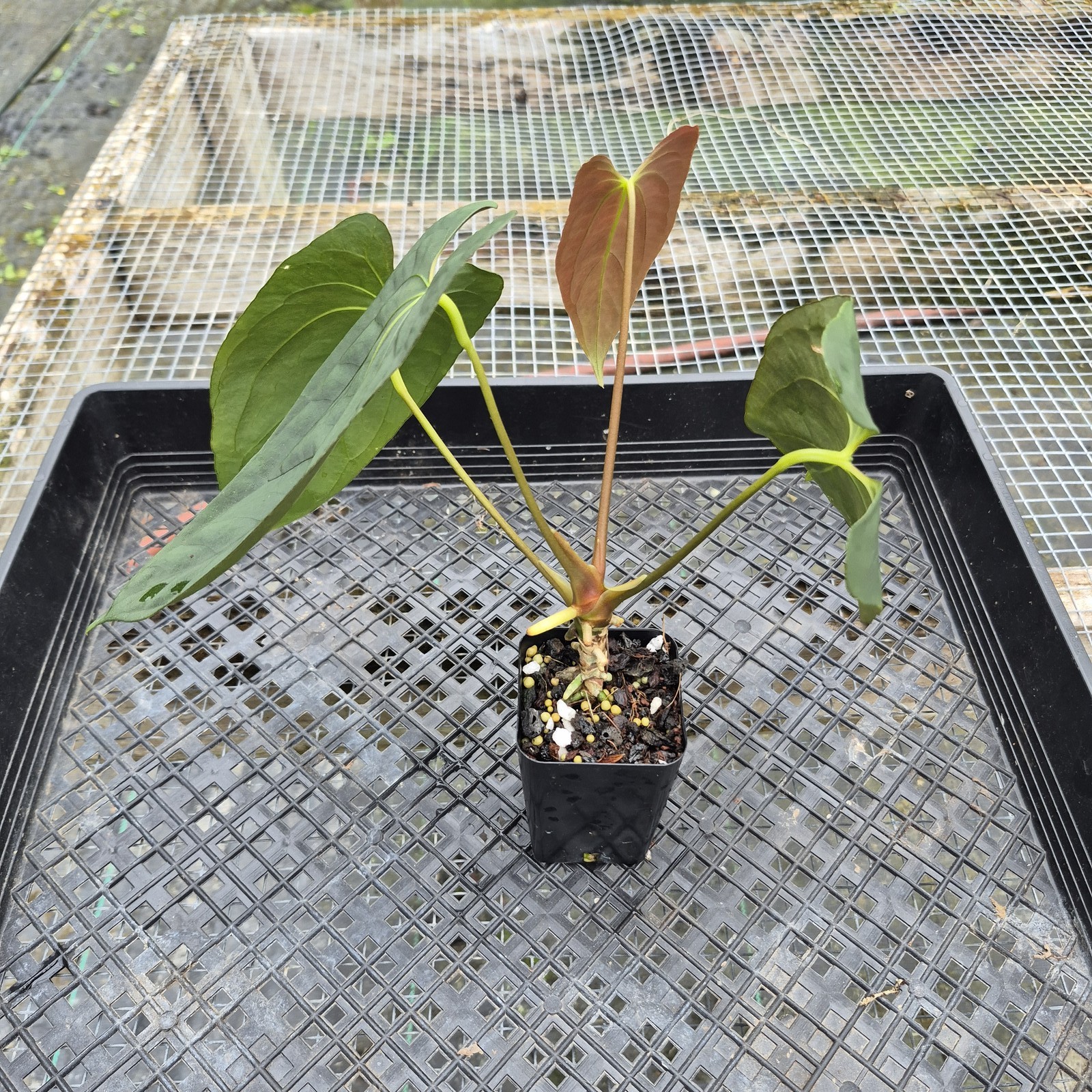 Anthurium Papillilaminum Fort Sherman X ( FS X Ralph Lynam), Exact Plant
