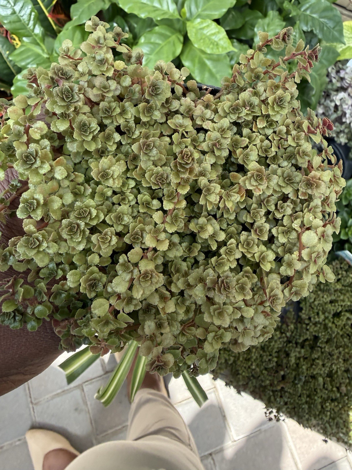 Pilea Depress Rare Plants