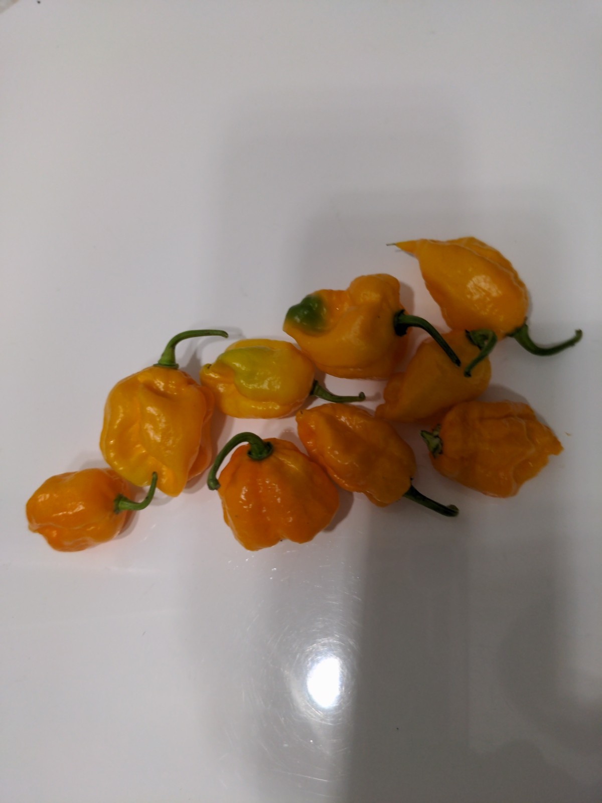 Garden Fresh Yellow carolina reaper pepper
