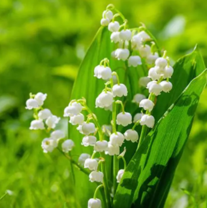 5 Lily of The Valley Bare Roots – Convallaria Majalis – Lily of The Valley Bulbs