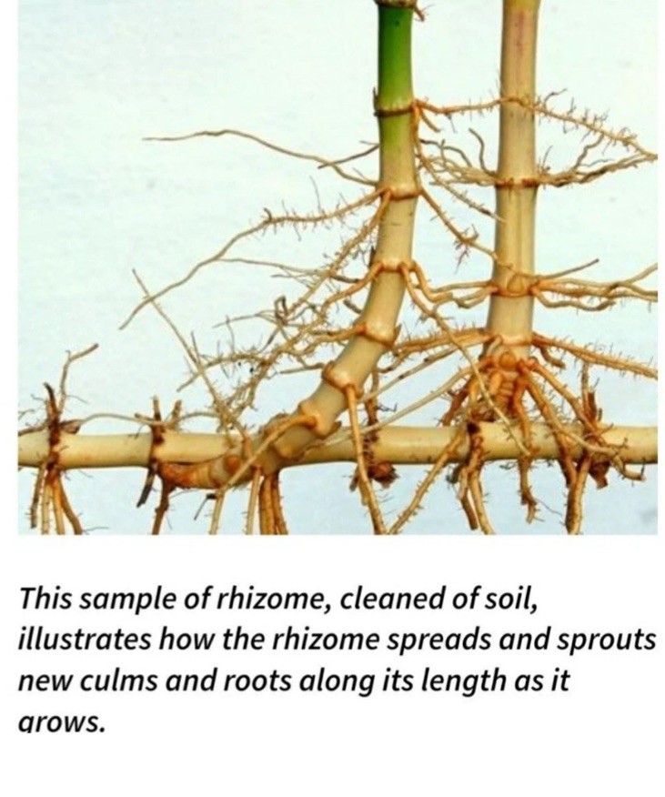 Live Bamboo Root Approx 5 in Tall Privacy Plant fast ship 1 cut cane with root