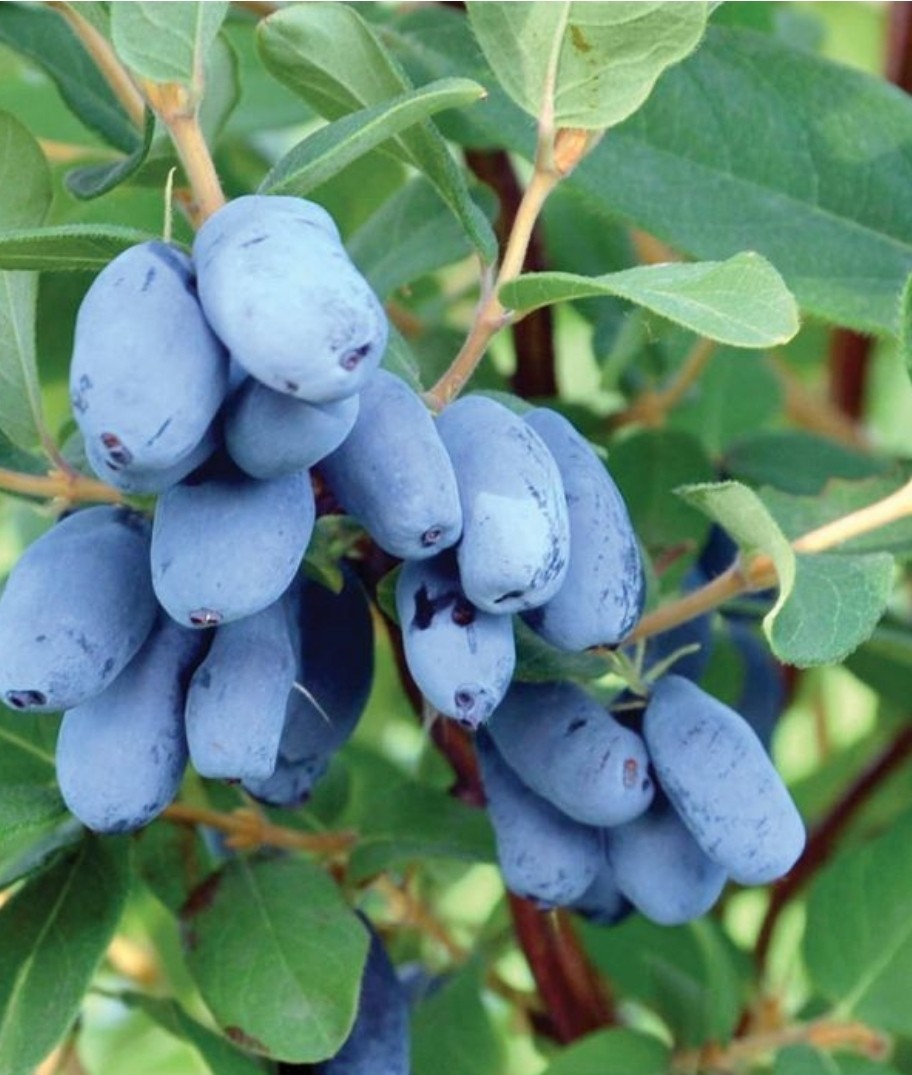 (4) One Each Indigo Gem, Indigo Treat, Aurora, Tundra Honeyberry 3YR LIVE PLANTS