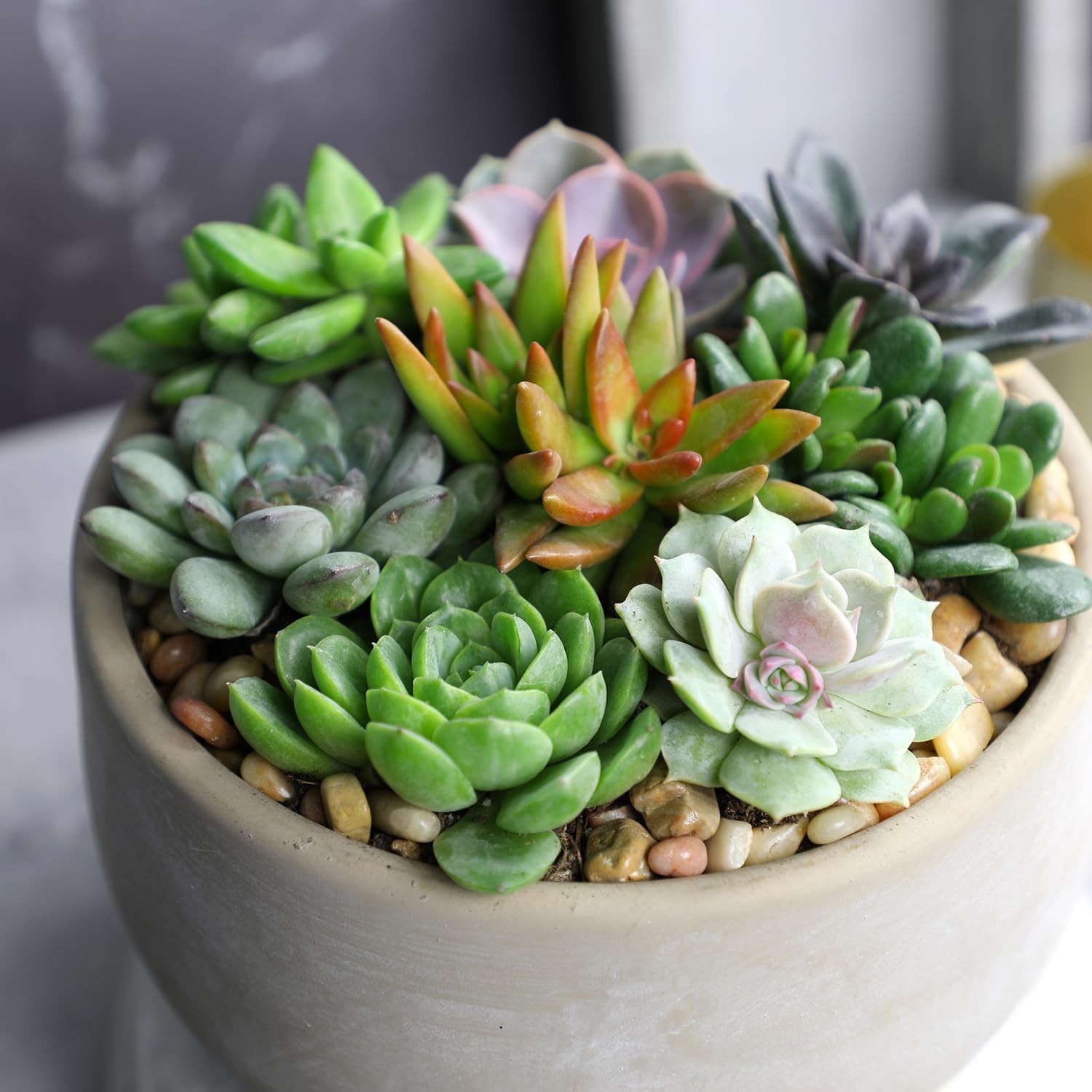 50-Pack Succulent Plant Tray – Gift for Plant Lovers