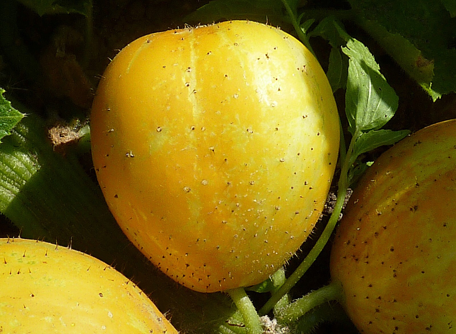 Cucumis sativus 50 Seeds – Lemon Cucumber