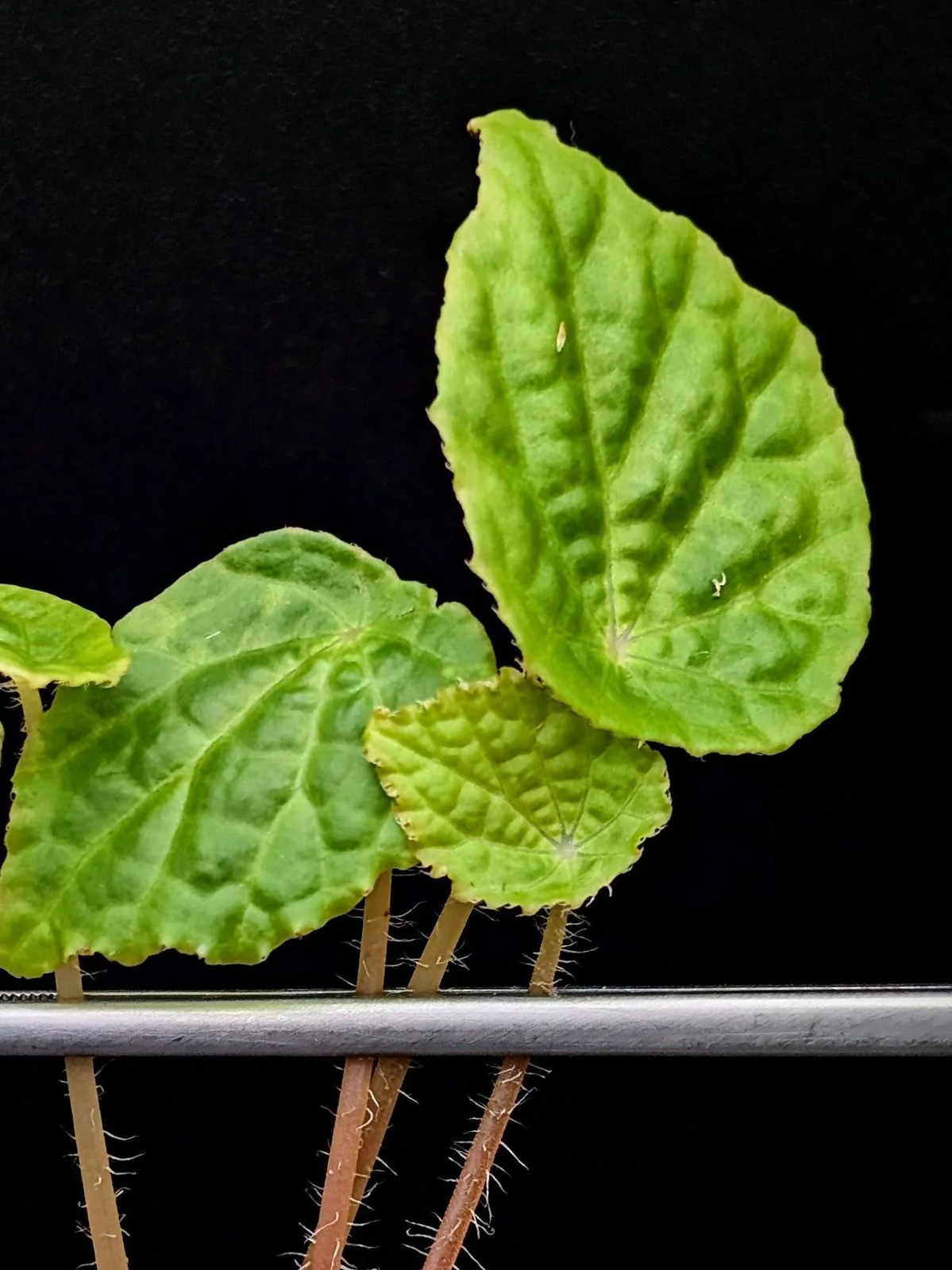 Begonia ‘buttercup’ (microsperma x prismatocarpa)[cutting]