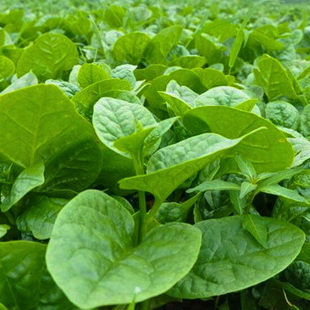 Fresh Green Malabar Spinach Seed | Mong Toi | Heirloom Non-GMO | Asian Vegetable