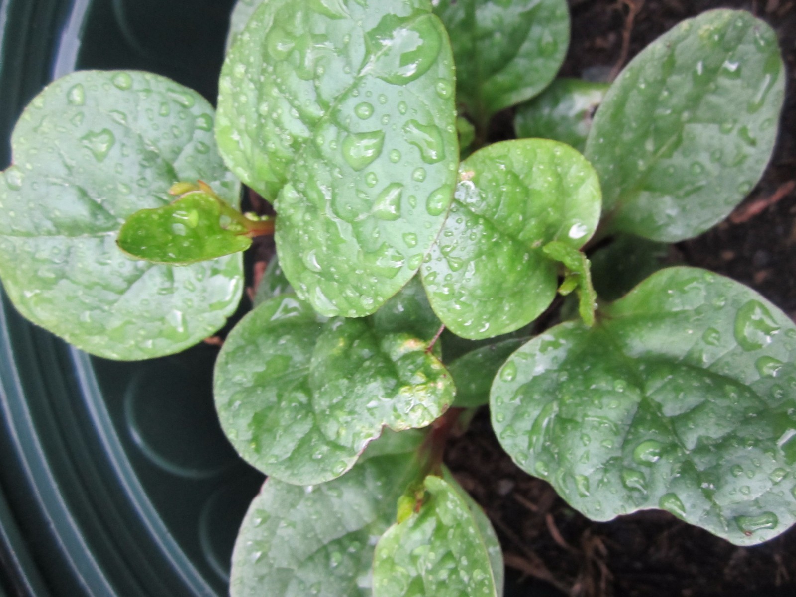 Malabar Spinach (red) no pot, no soil ( Lot Of 12 Small Plants, Size Varies )
