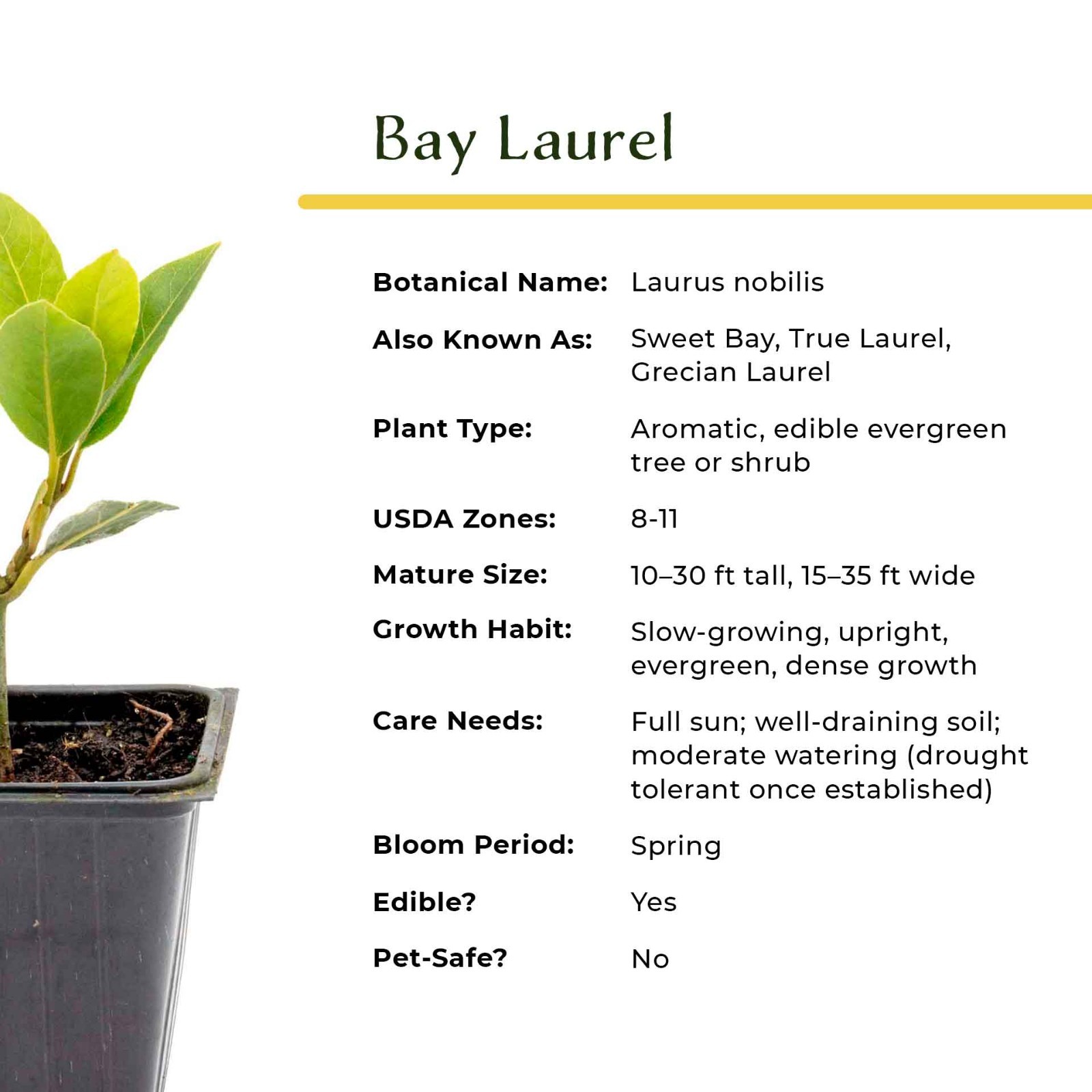 Bay Laurel (Laurus Nobilis) in 3.5″ Nursery Cubes, Live Aromatic Culinary Herb
