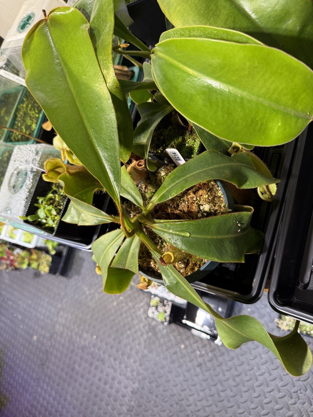 Nepenthes Vetchii Kelabit Highlands x S.O.M. x L.V.B.