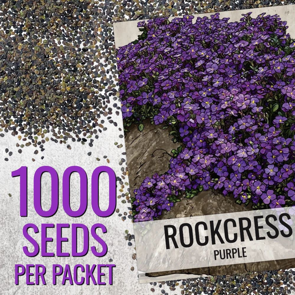 Purple Rockcress Groundcover Seeds For Planting (Aubrieta deltoidea)