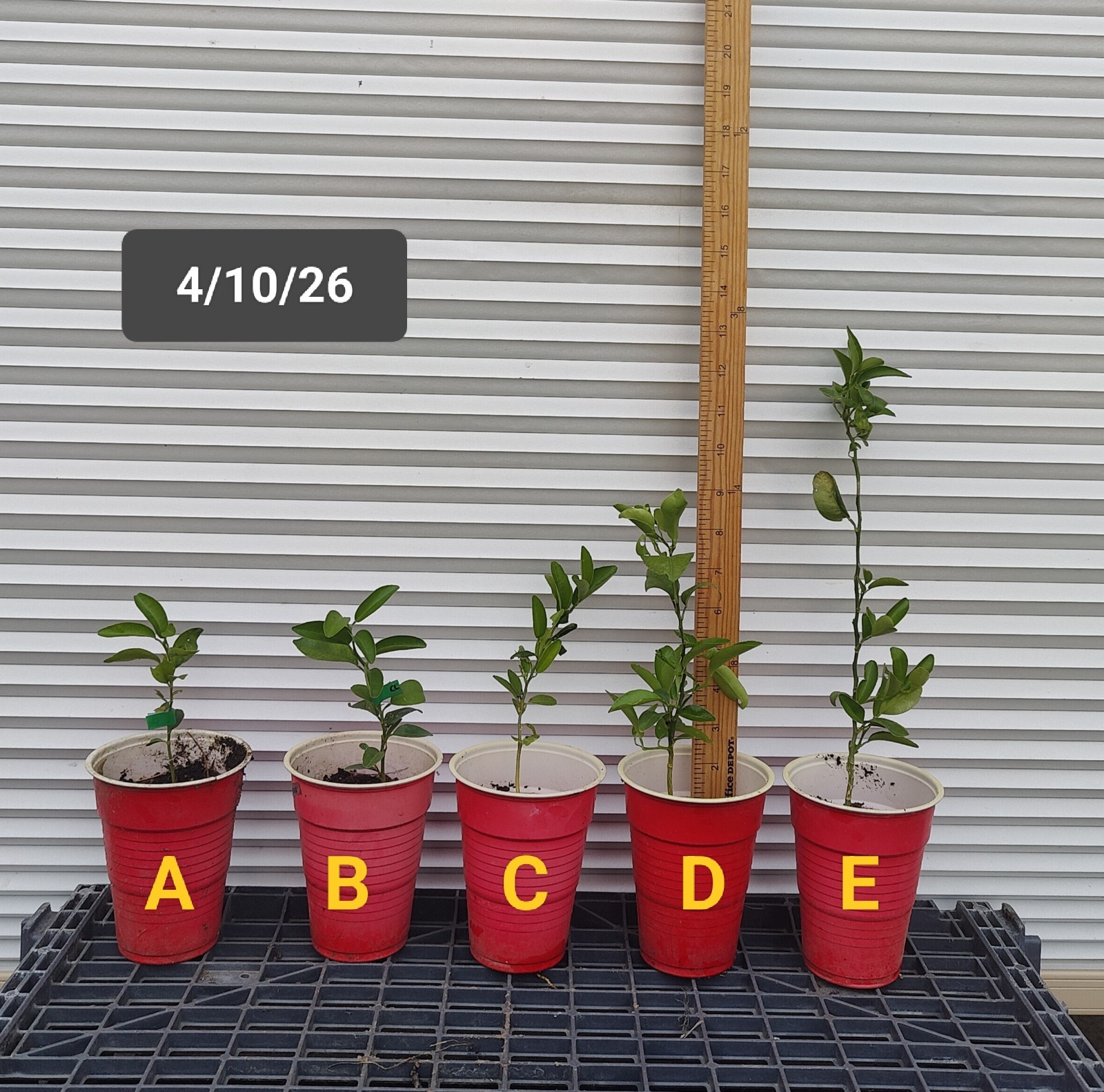1 (One) Seedling Live Plant “CITRUS CLEMENTINE” ROOTED about 3-6″ Tall