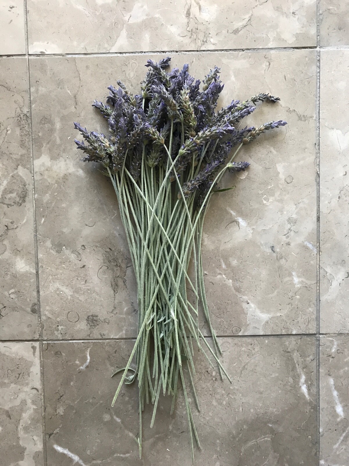 Organic Live California USA Lavender Cuttings