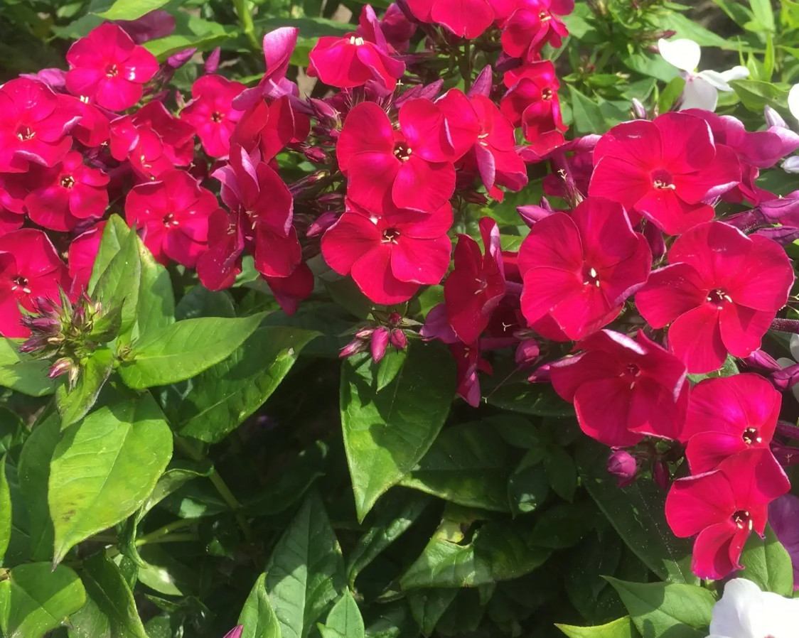 Phlox Paniculata Bambini Cherry Crush Live Plant Plug – 1–3″ Tall