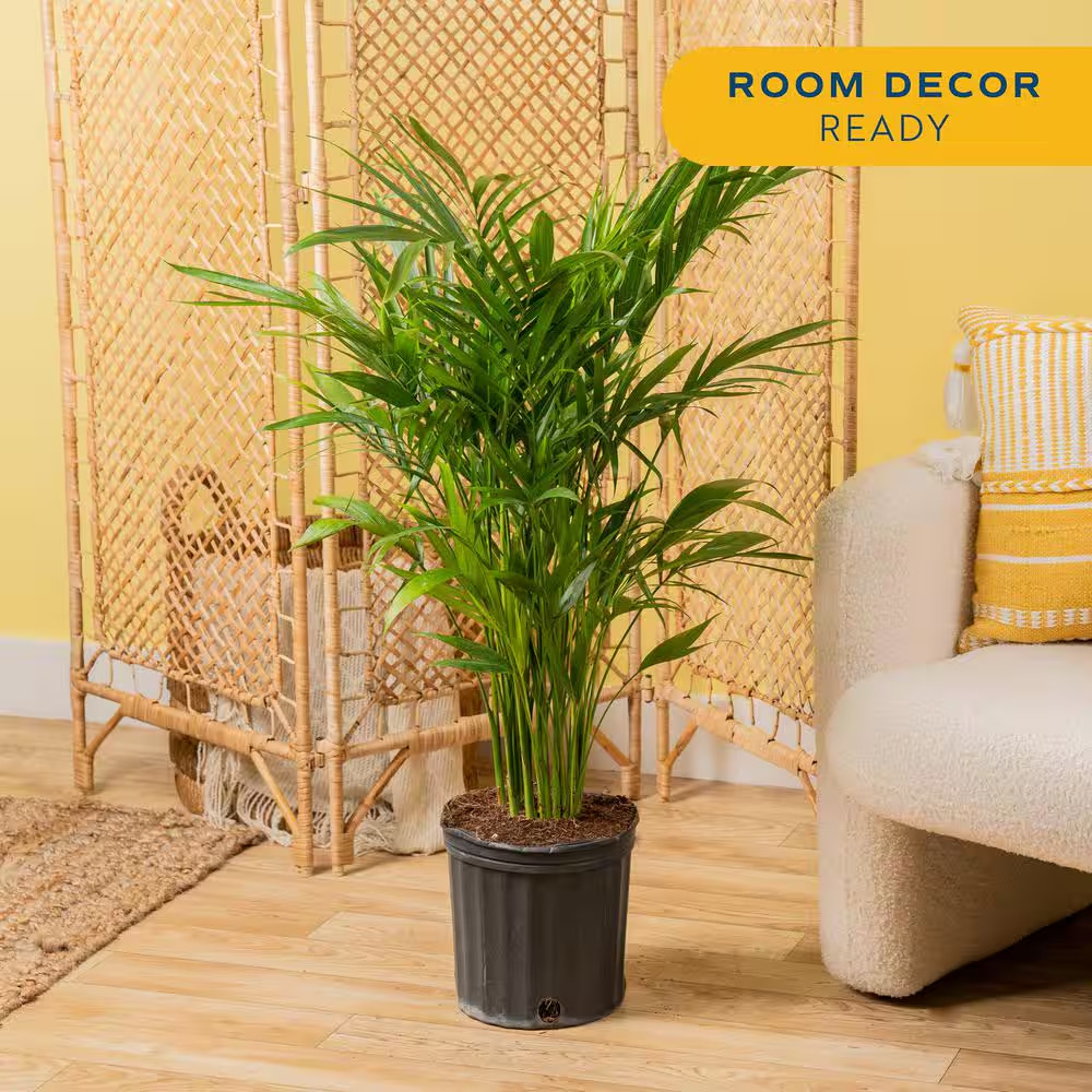 Cateracterum Indoor Palm (Cat Palm) in 8.75 In. Grower Pot, Avg. Shipping Height
