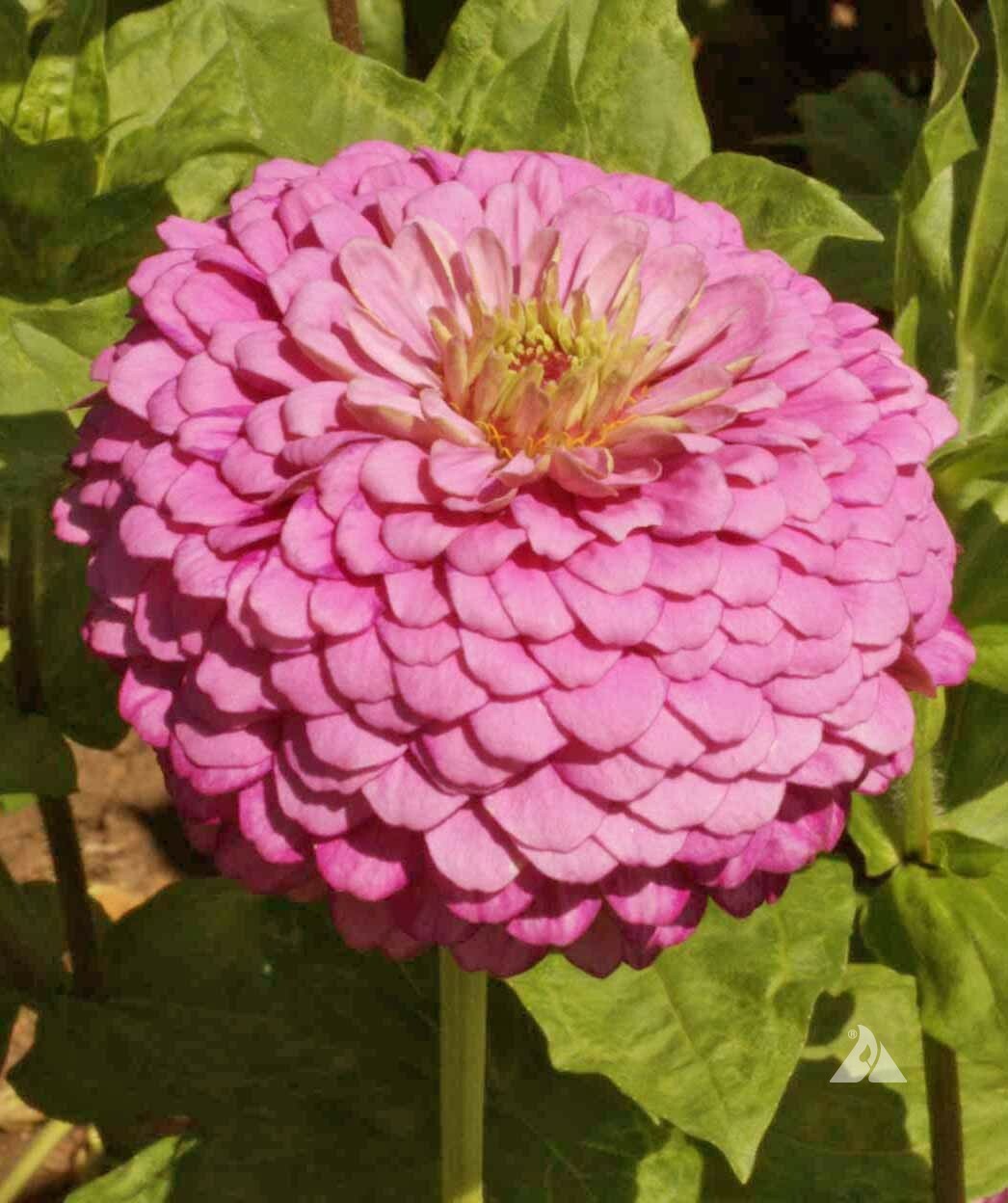 Zinnia LUMINOSA PINK Huge Blooms Butterflies Hummingbirds Non-GMO 200 Seeds!