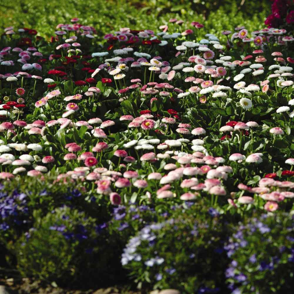 10000 Seeds English Daisy Seeds – Bellis Perennis Mix Flower Seed