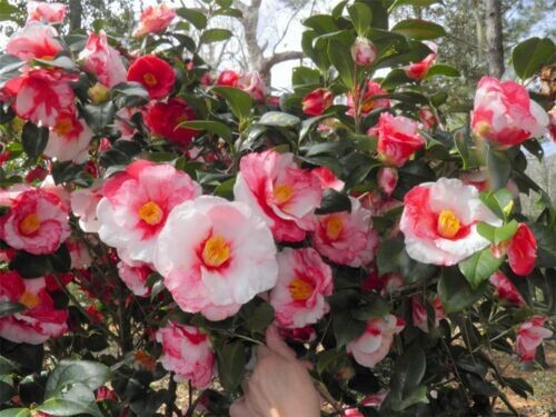 Lady Vansittart**Camellia Japonica-Live Starter Plant -Highly Variable Blooms!