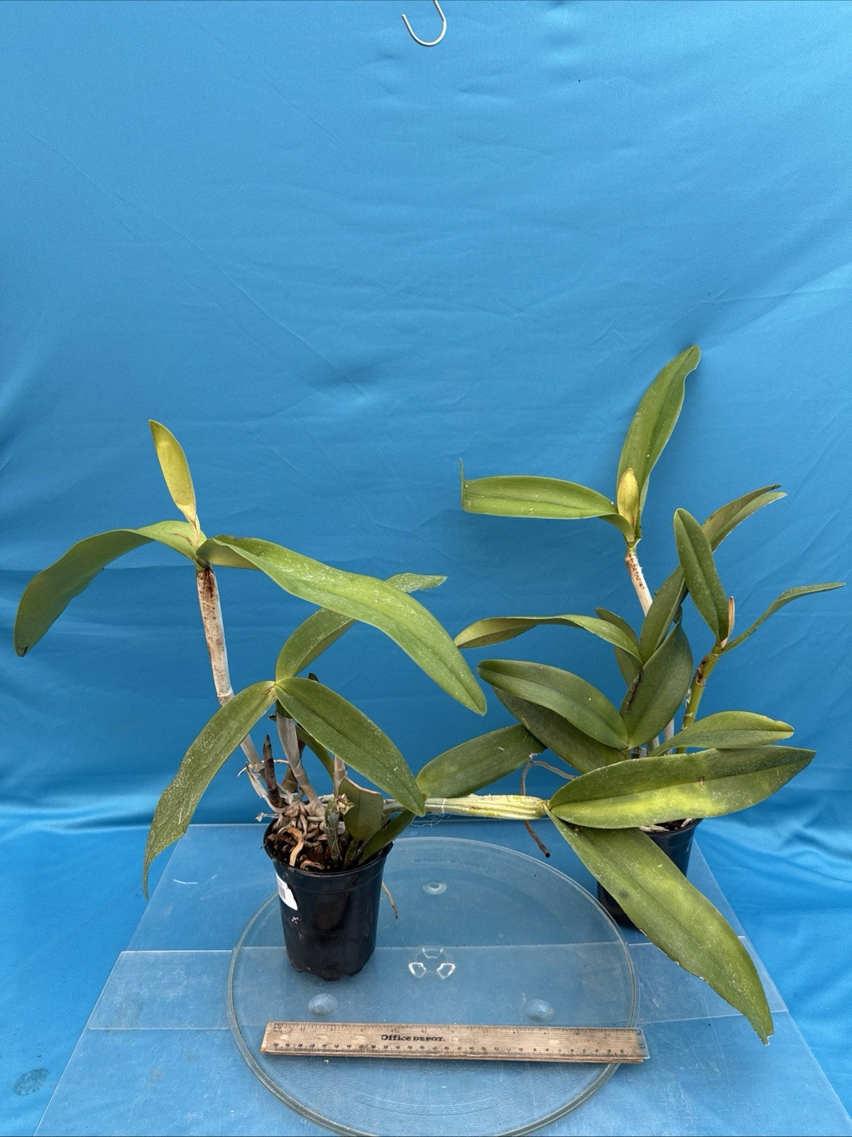 Cattleya Kay Fresh Divisions BS Purple Pink Orchid Hybrid SHEATH 4.5” Pot