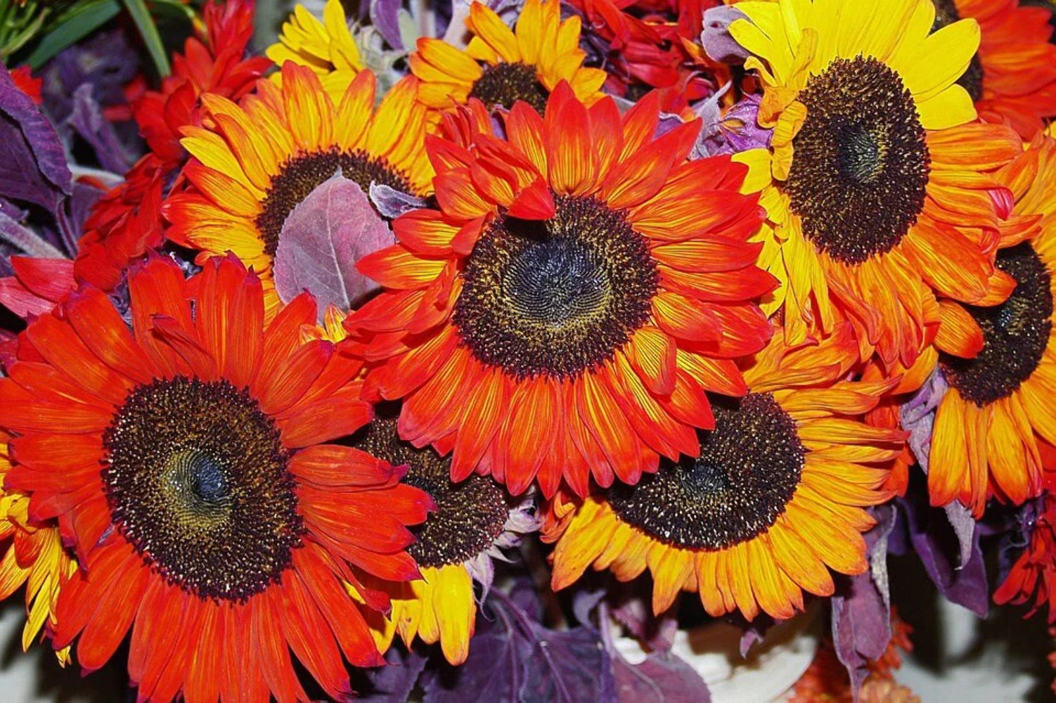 100 AUTUMN BEAUTY SUNFLOWER Helianthus Annuus Flower Seeds