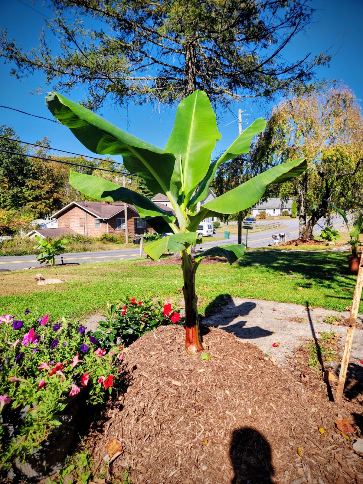 Banana Tree – Musa Grand Nain- Will Fruit This Year- Chiquita Banana