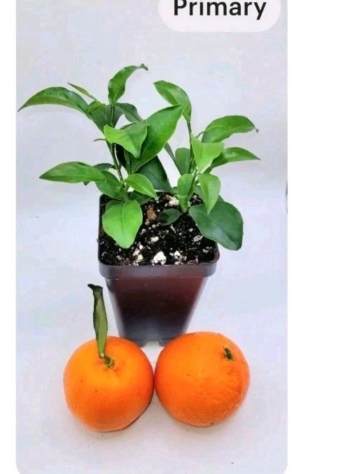 Set Of 4 Clementine Mandarin orange seedlings, 3-5 inches tall