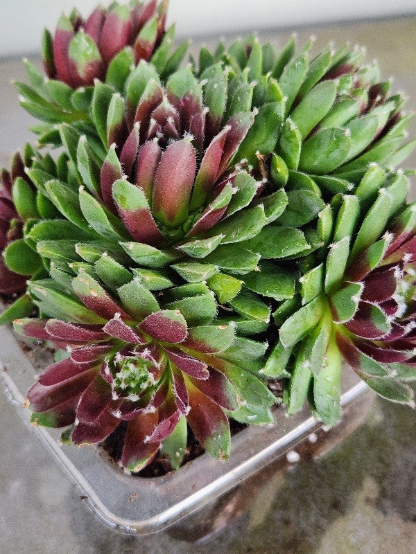 Quality 1 Sempervivum Succulent Red Color Cluster w Chicks Green Red 5″ Rooted