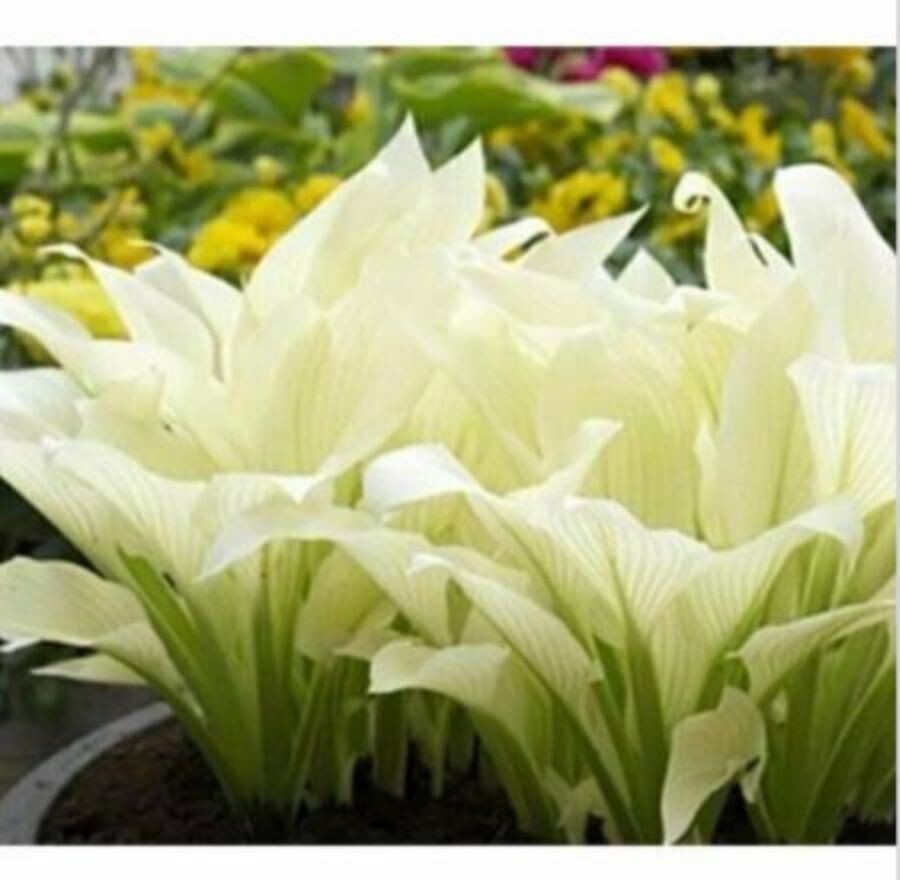 20pcs Hosta Plantaginea Fragrant Plantain Seeds Fire And Ice Shade White Lace