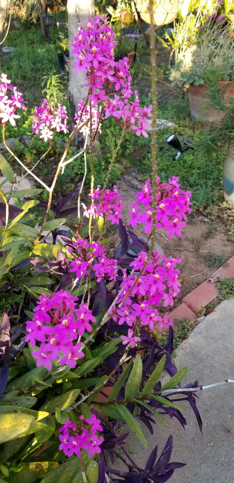 Epidendrum ORCHID 5pcs Rooted Radicans Orange Yellow/Purple cluster Flower
