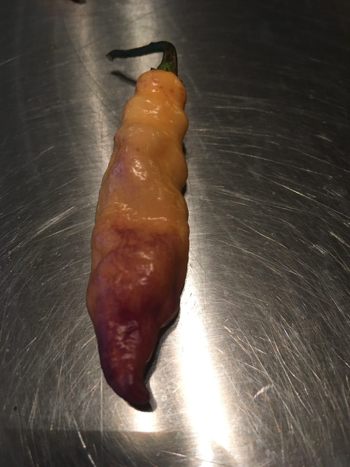 15 PINK TIGER PEPPER SEED ULTRA RARE HOT– GHOST PEPPER – PIMENTA DO NAYDE CROSS