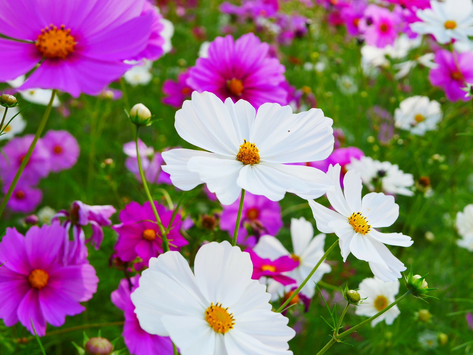 COSMOS MIX 100 SEEDS, SINGLE DOUBLE SEASHELL SULPHUR, STRIPED COSMOSE BIPINNATUS