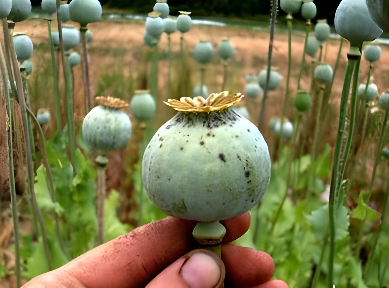 20,000 Drama Queen Poppy Seeds – P. Somniferum – 6.2 Grams – Large Frilly Reds