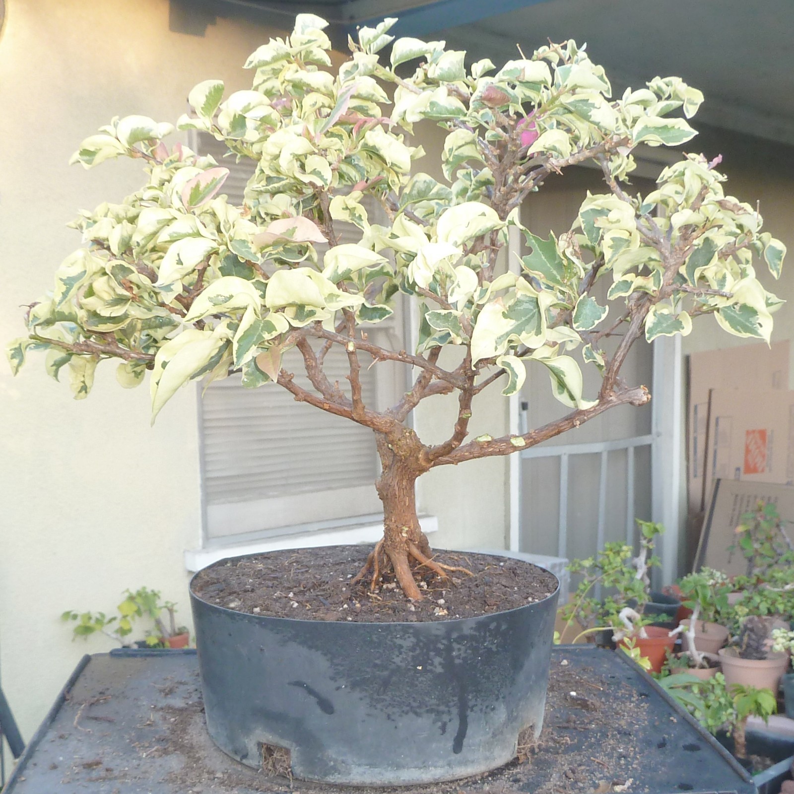 Variegated Bougainvillea Raspberry Ice Pre Bonsai Dwarf Kifu Nice Trunk Flowers