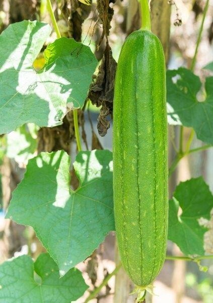 New 2025 Sponge Gourd / Luffa – 6 seeds per packet -Free shippi