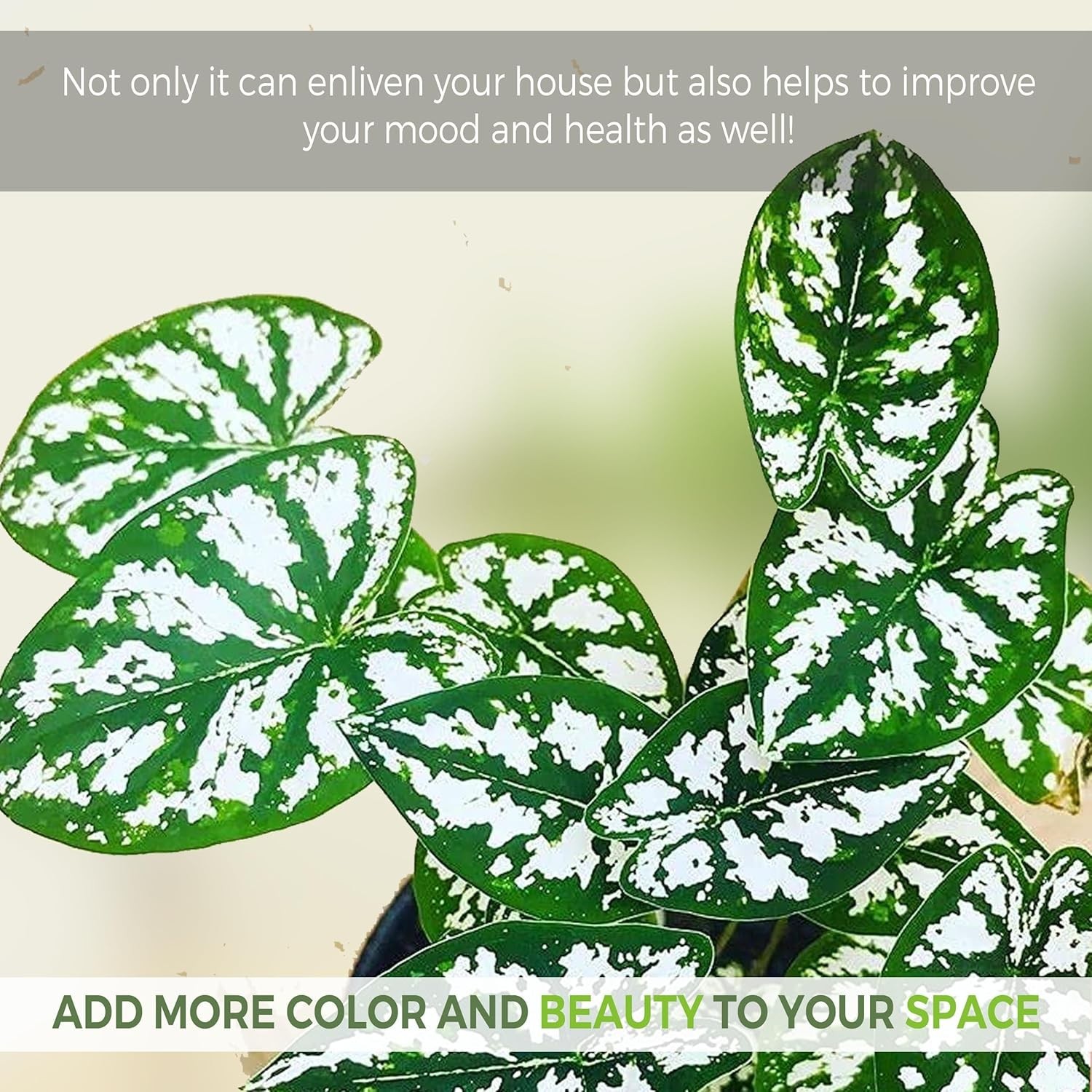 Caladium Humboldtii (2-Pack)