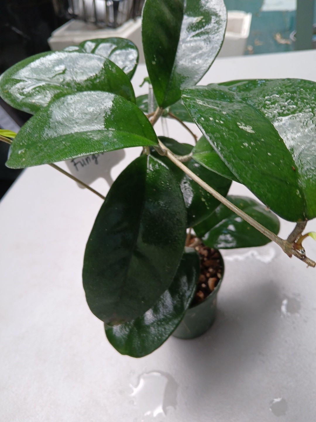 #379- HOYA FUNGI I LIVE PLANT, LARGE LEAF, LARGE PLANT,