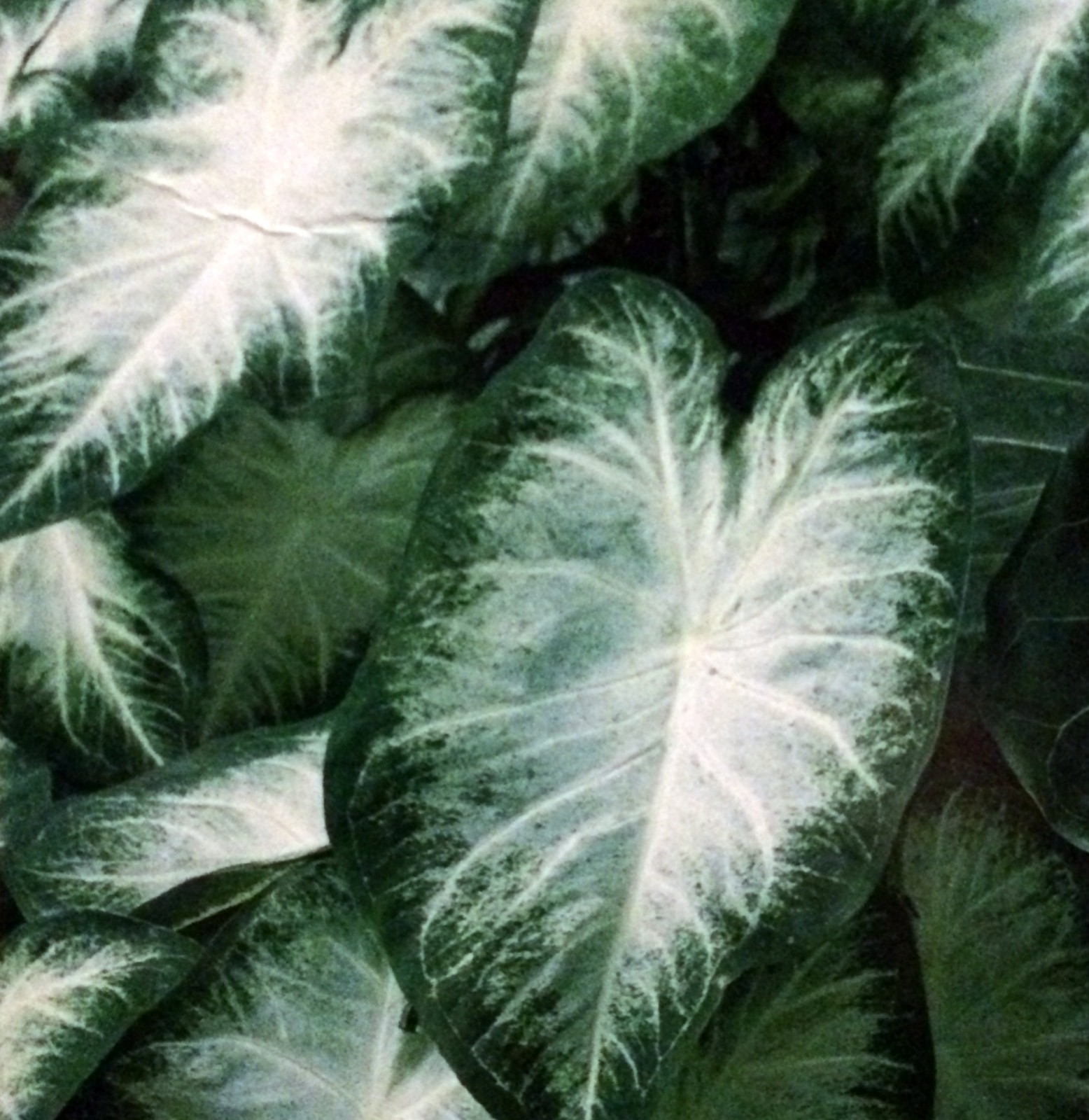 5 Fancy-Leaf CALADIUM Bulbs ~ AARON ~ White w/Green Margins~ FREE SHIPPING
