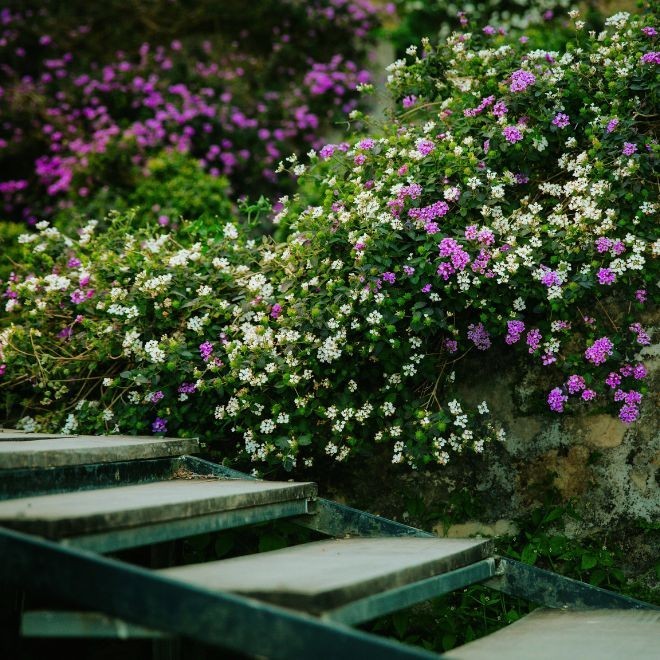 Trailing White Lantana, Live Plants (Lantana Montevidensis) in 2.5″ Nursery Cube