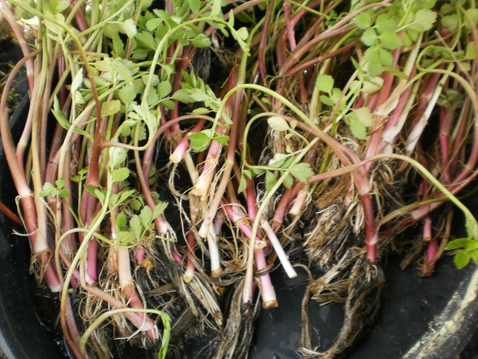 Korean watercress/ minari plants 12 Bare roots+ 12 FREE FOR GOOD MEASURE