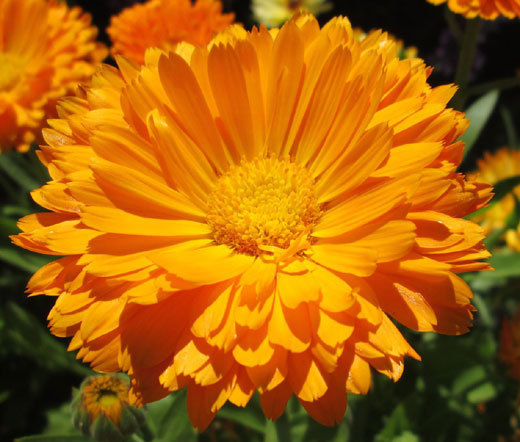 CALENDULA POT MARIGOLD Calendula Officinalis – 5,000 Bulk Seeds