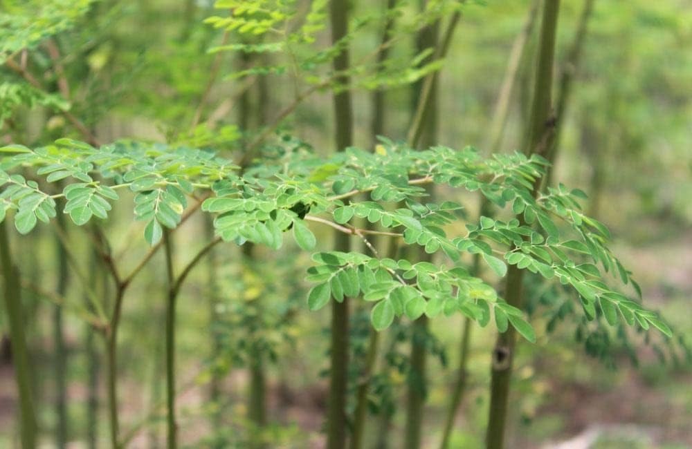 Indian Moringa Seeds High-Yield Drumstick for Home Garden, Green