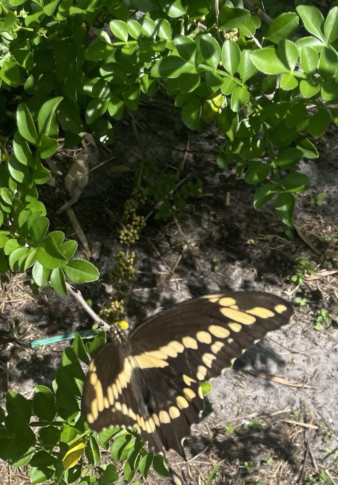 Zanthoxylum Fagara Wild Lime/Prickly-Ash Seeds, Giant Swallowtail Butterfly Host