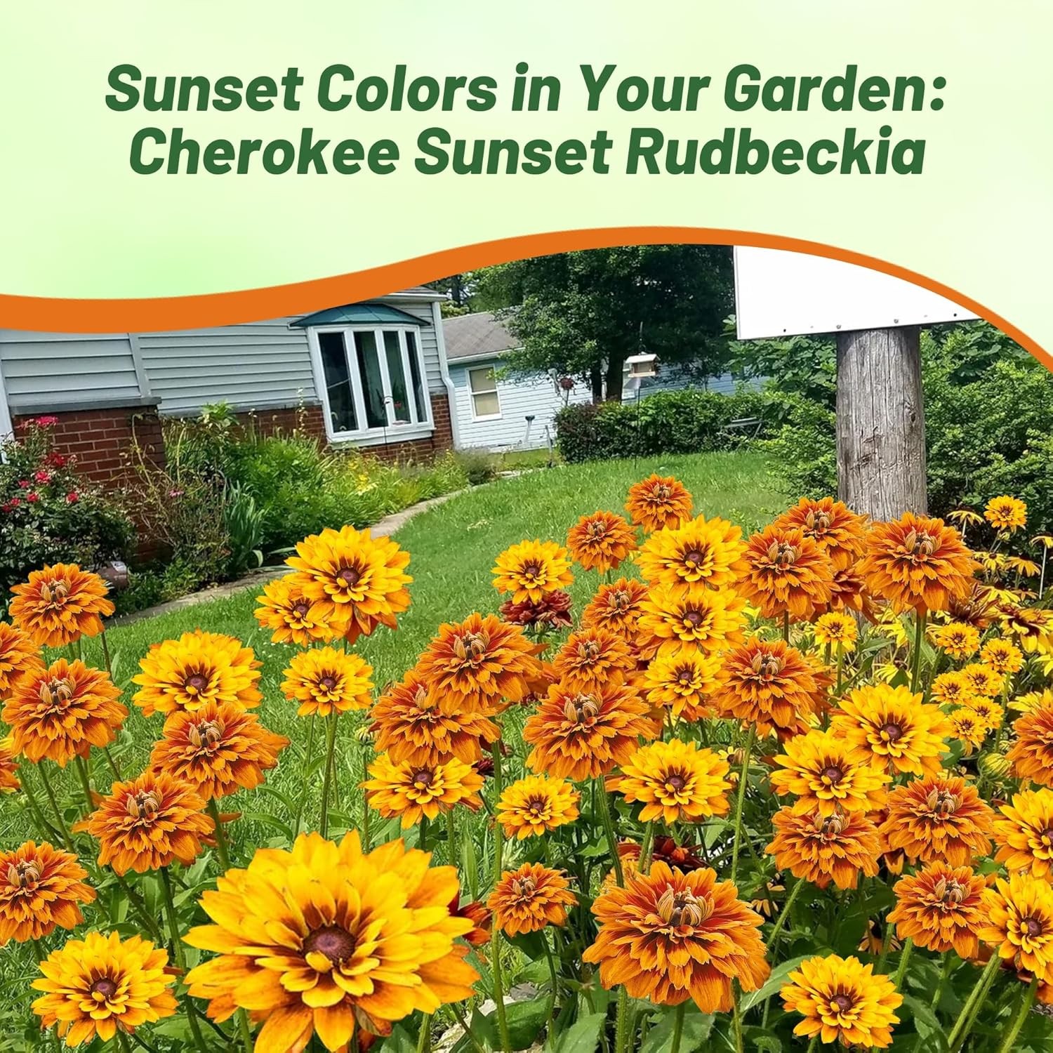 100 Seeds Rudbeckia Hirta Cherokee Sunset AAS Winner Flower Seeds