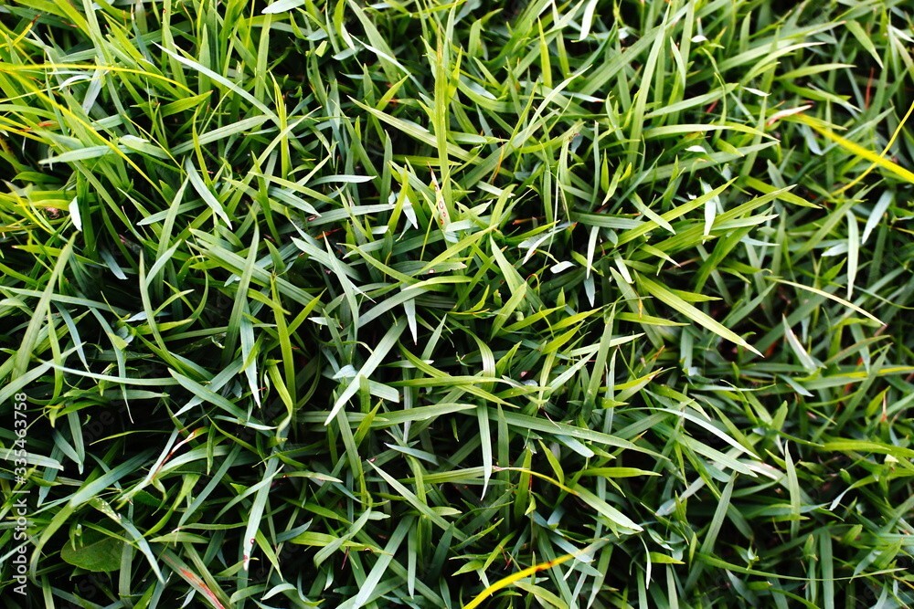 Zoysia japonica Korean Grass seeds – 10000 seeds- fresh