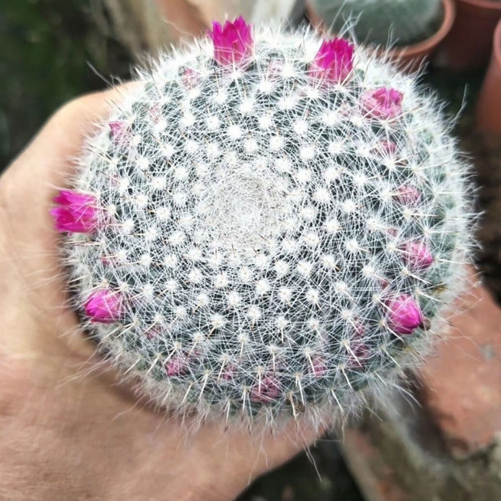 Mammillaria hahniana Old Lady Cactus Cactiand exotica Rare Succulent Plant