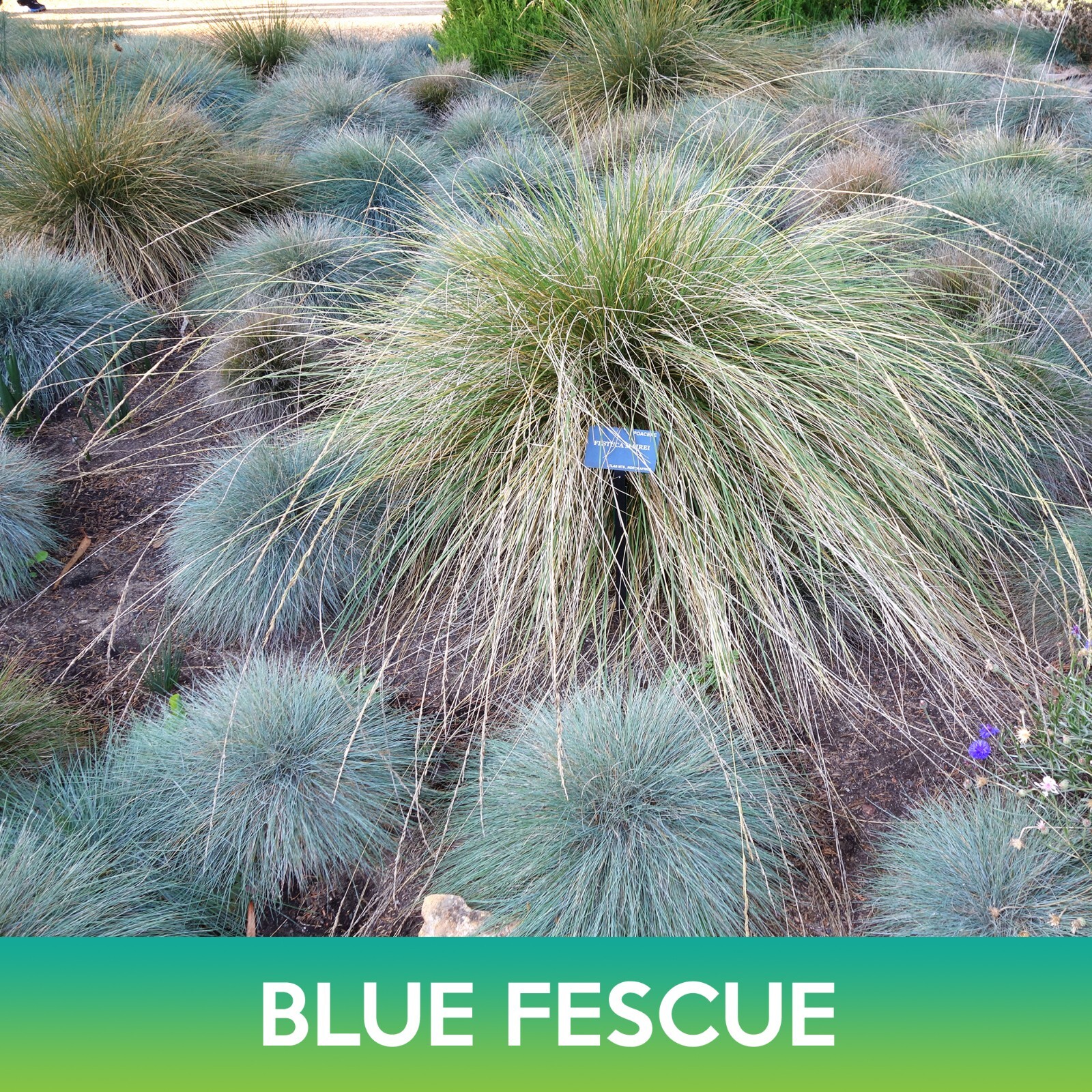 Blue Fescue Grass Seeds, Festuca glauca
