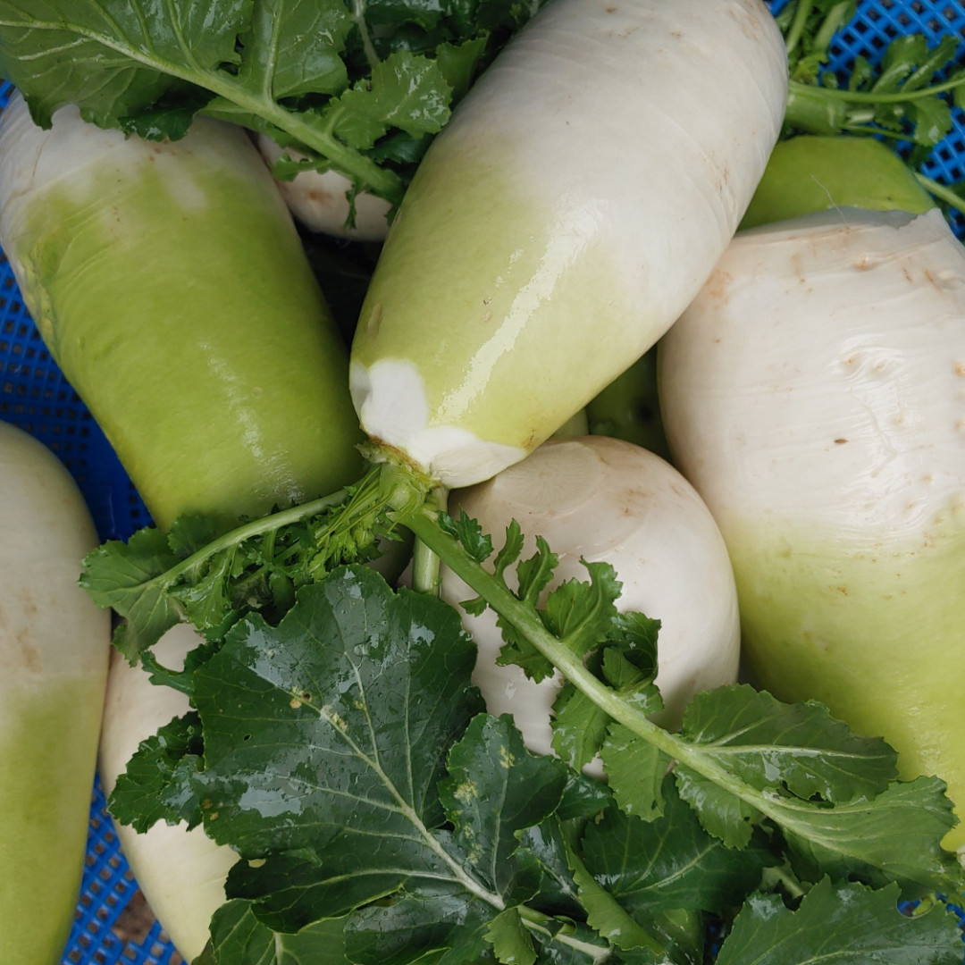 Fresh Korean Radish Seeds | Sushiro | Heirloom Non-GMO | Asian Vegetable Seeds