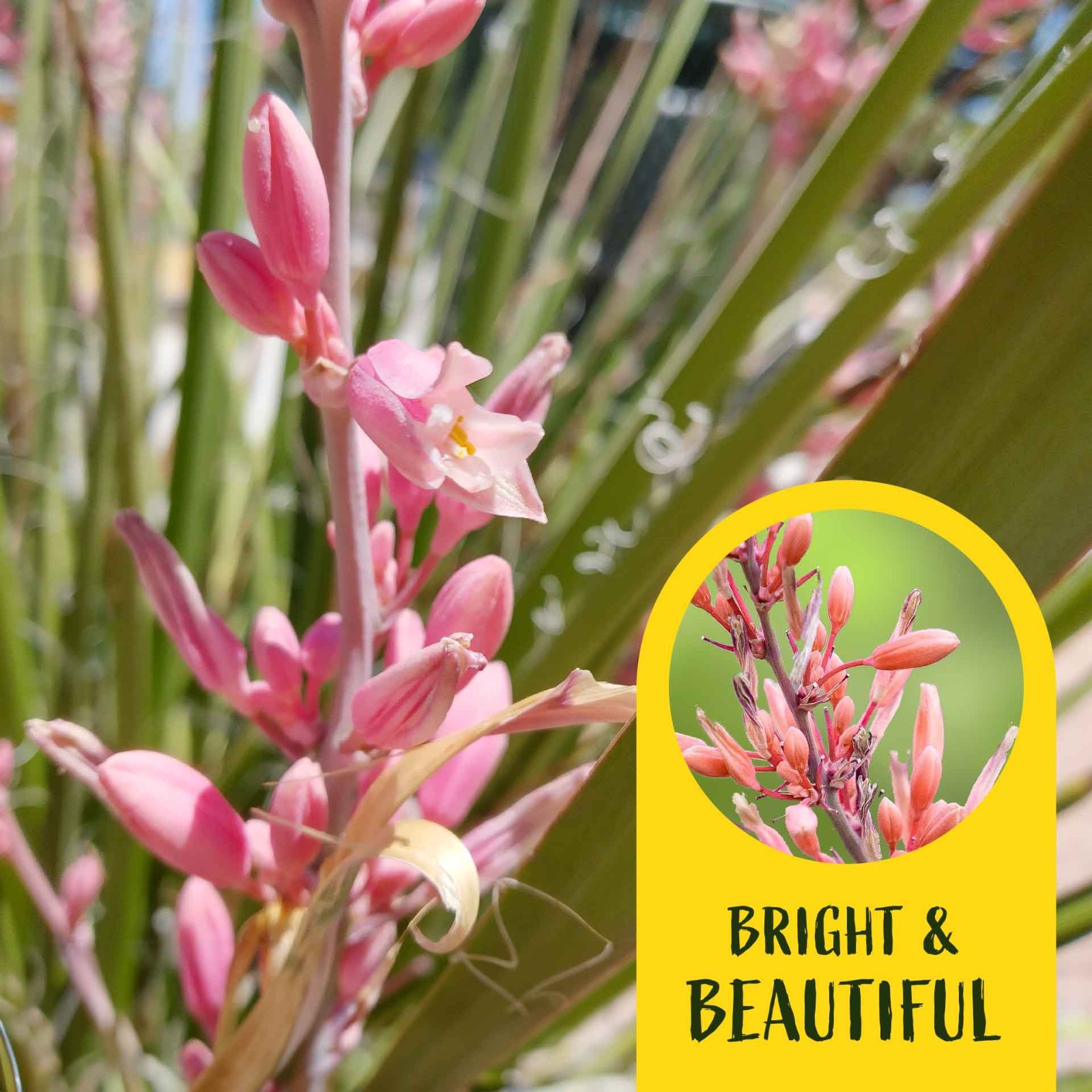 2 Pink Desert Yucca Succulents in Cubes (Hesperaloe parviflora ‘Pink’)