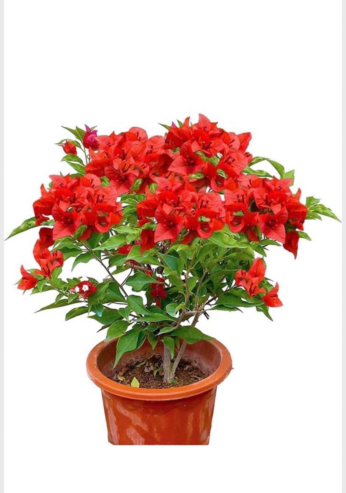 4” Pot of JAMAICAN RED Live Rooted Bougainvillea Plant-Height & Fullness Varies