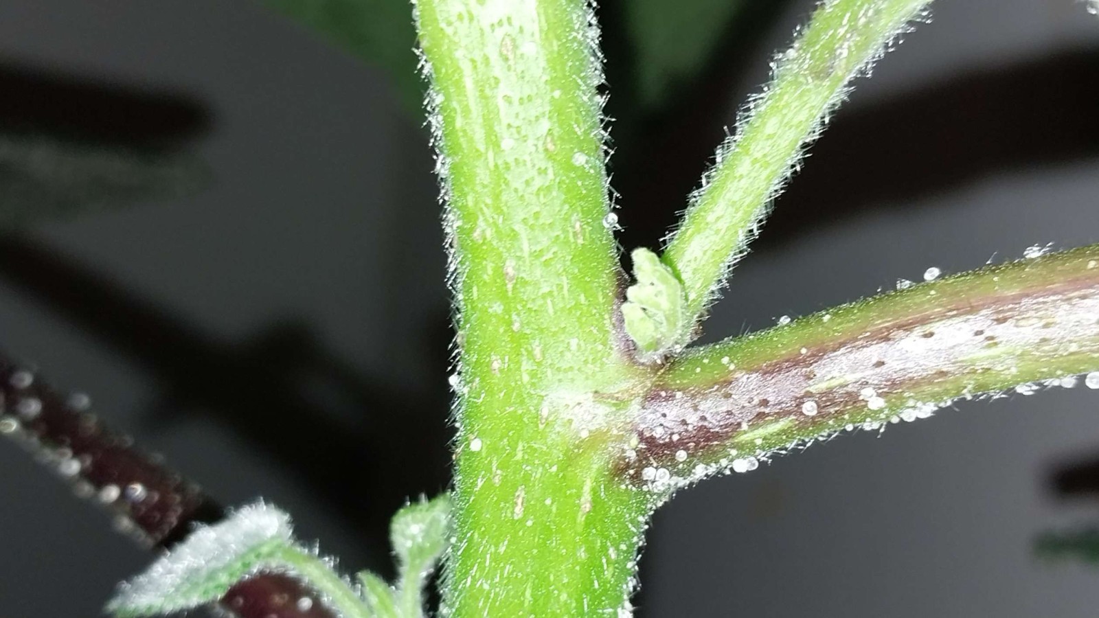 Gympie Gympie Live Plant! Most Painful Plant In The World! Mature Plant!